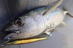 キハダマグロの釣果