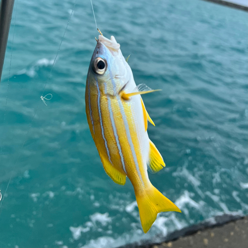 ヨスジフエダイの釣果