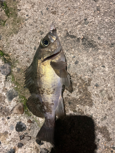 クロメバルの釣果