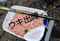 オオモンハタの釣果