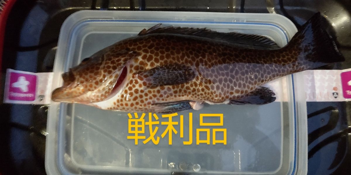 間瀬さんの釣果 3枚目の画像