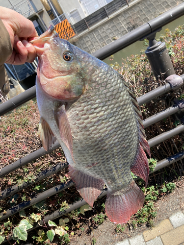 ナイルティラピアの釣果