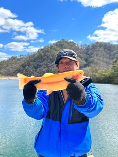 アルビノニジマスの釣果