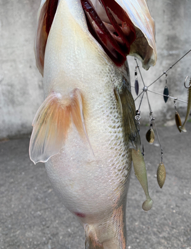 ブラックバスの釣果