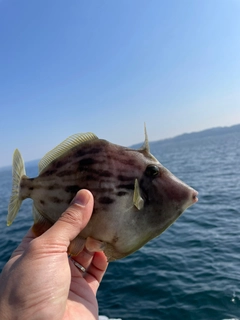 カワハギの釣果