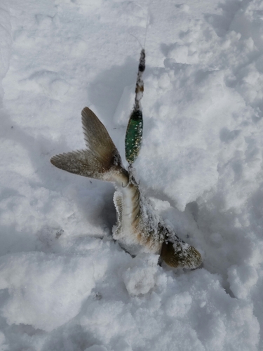 ホッケの釣果