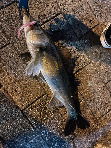 シーバスの釣果