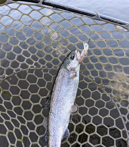 ニジマスの釣果