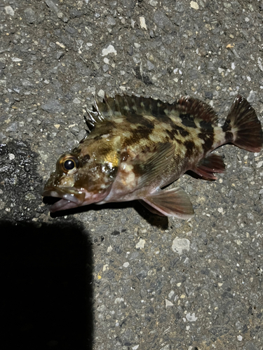 カサゴの釣果