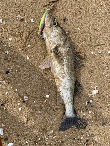 スズキの釣果