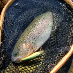 ニジマスの釣果