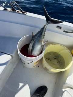 ビンチョウマグロの釣果