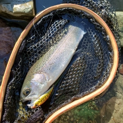 ニジマスの釣果