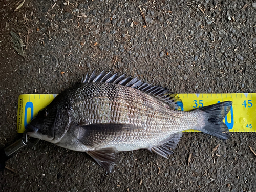 チヌの釣果