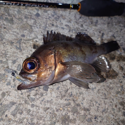 メバルの釣果