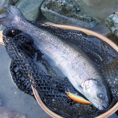 ニジマスの釣果