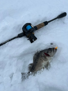 クロソイの釣果