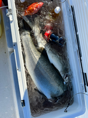 シーバスの釣果