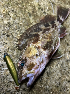 カサゴの釣果