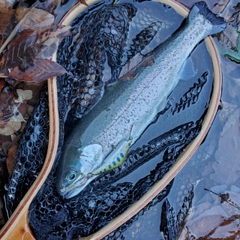 ニジマスの釣果