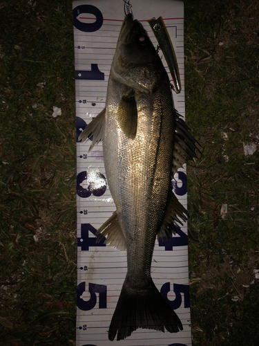 シーバスの釣果