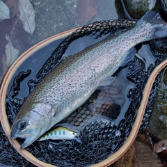 ニジマスの釣果