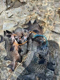 イシガキダイの釣果