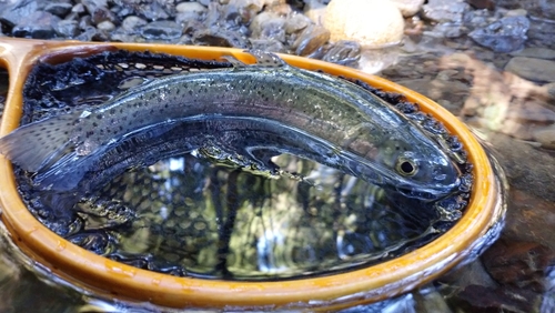 ニジマスの釣果