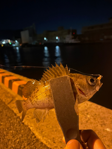 シロメバルの釣果