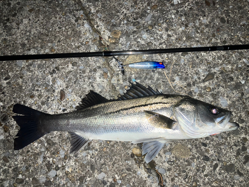 シーバスの釣果