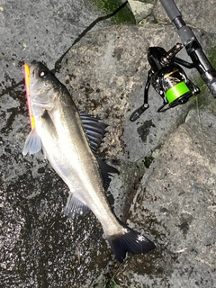 フッコ（マルスズキ）の釣果