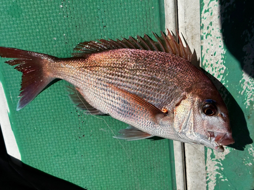 マダイの釣果