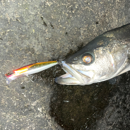 マルスズキの釣果