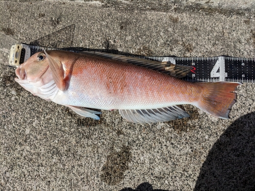 アマダイの釣果