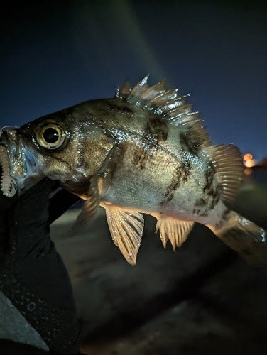 メバルの釣果