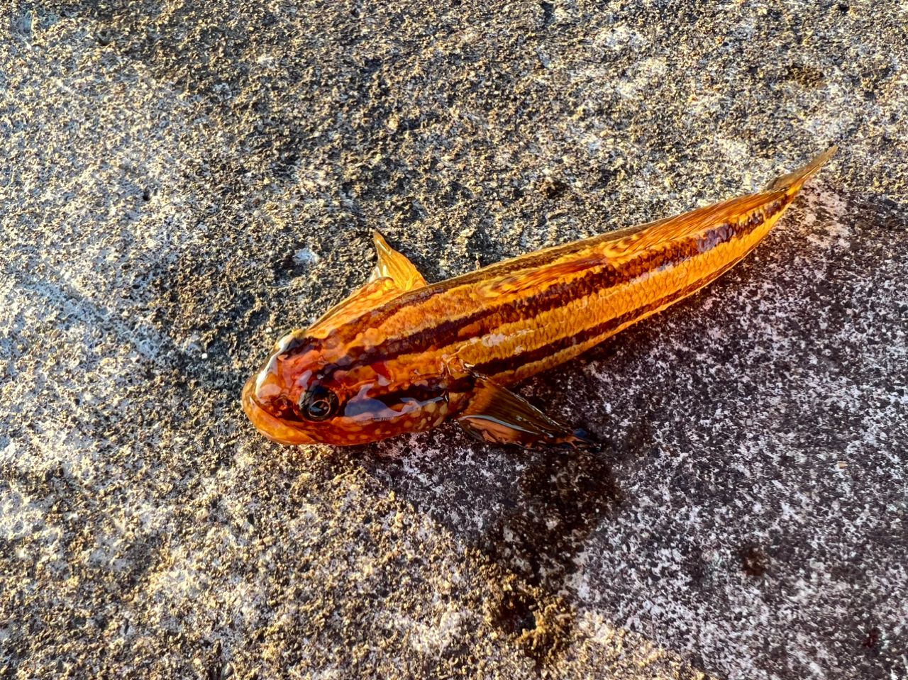 アカオビシマハゼ