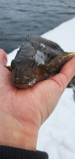 アイナメの釣果