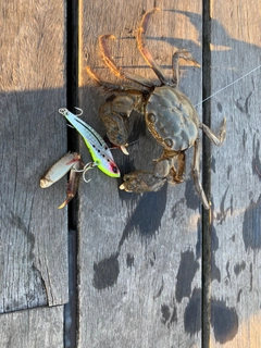 カニの釣果