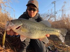 ブラックバスの釣果