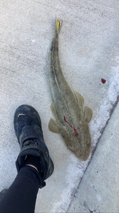 ミナミマゴチの釣果