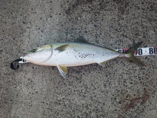 ハマチの釣果