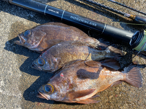 メバルの釣果