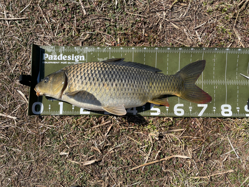 コイの釣果