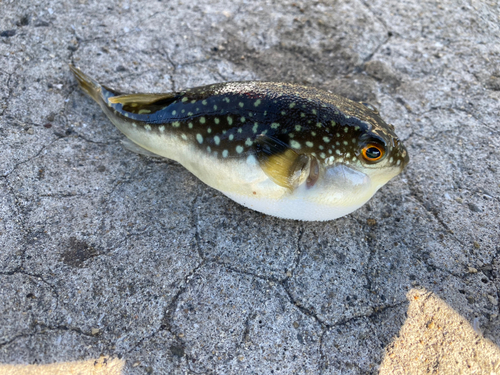 クサフグの釣果