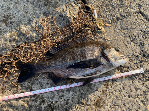 チヌの釣果