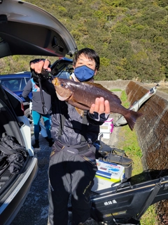 イサキの釣果