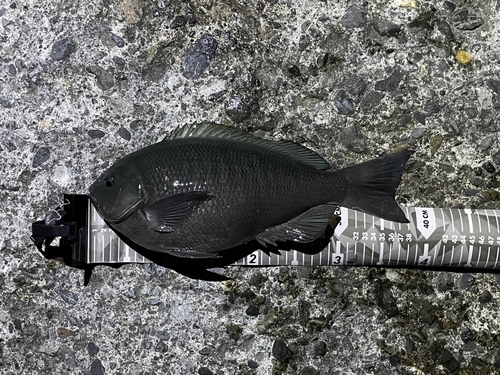 クチブトグレの釣果