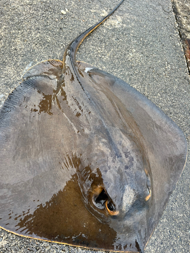 アカエイの釣果