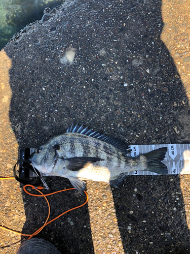 クロダイの釣果