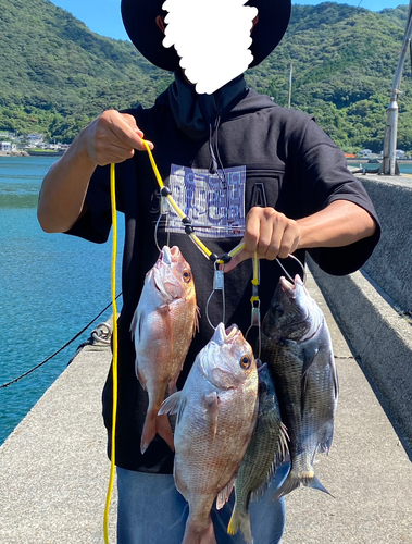 マダイの釣果